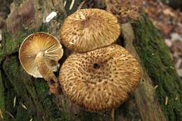 Слика од Leucopholiota