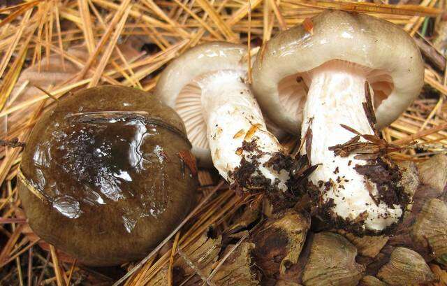 Sivun Hygrophorus fuligineus Frost 1884 kuva