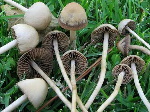 unclassified Agaricales resmi