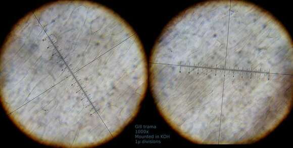 unclassified Agaricales resmi