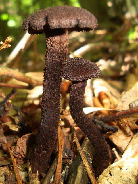 Imagem de Inocybe tahquamenonensis D. E. Stuntz 1954