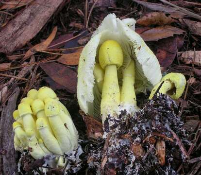 Image of Leucocoprinus