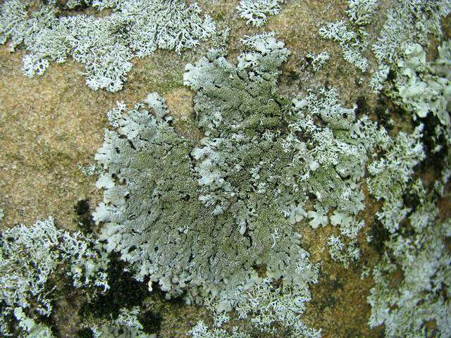 Image of myelochroa lichen