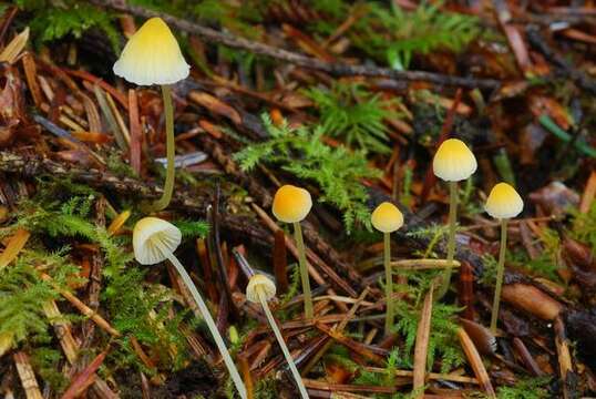 Image of Atheniella aurantiidisca (Murrill) Redhead, Moncalvo, Vilgalys, Desjardin & B. A. Perry 2012