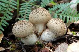 Imagem de Lycoperdon