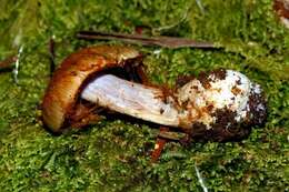 Image of Cortinarius minoscaurus Soop 2001