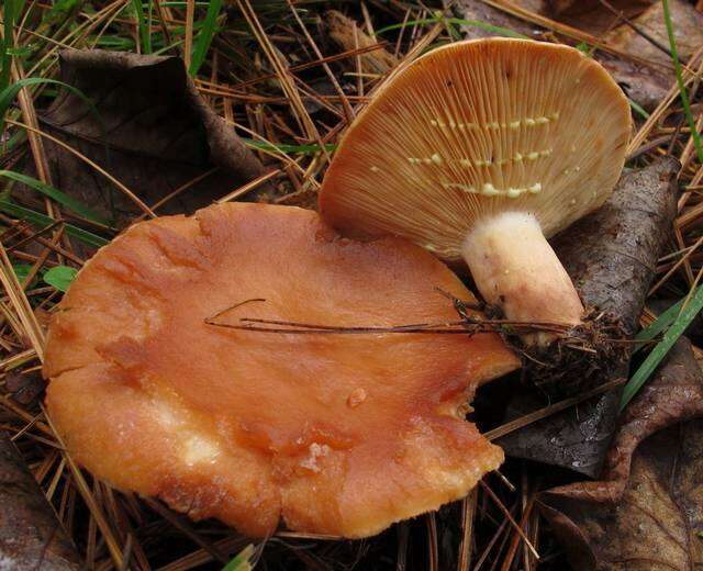 Image of Lactarius vinaceorufescens A. H. Sm. 1960