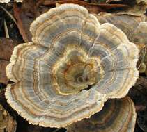 Image of Trametes