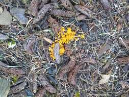 Image of Egg-shell Slime Mould