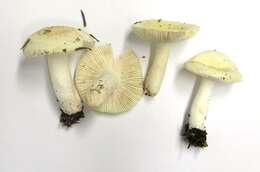 Image of Russula cremoricolor Earle 1902