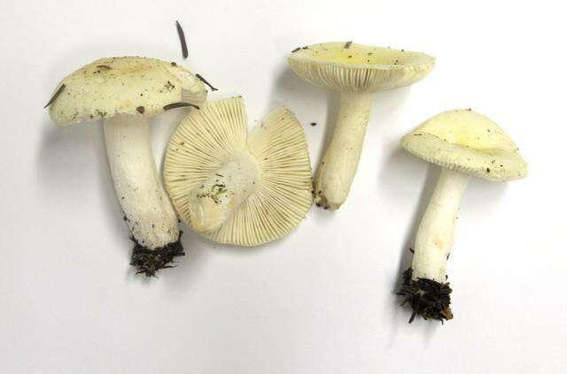 Image of Russula cremoricolor Earle 1902