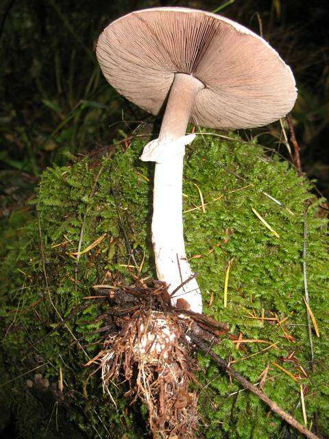 Image of Wood mushroom
