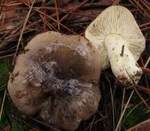 Imagem de Tricholoma