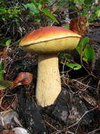 Image of Boletus