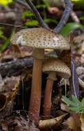 Image of Amanita