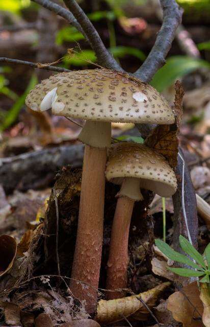 Image of Amanita