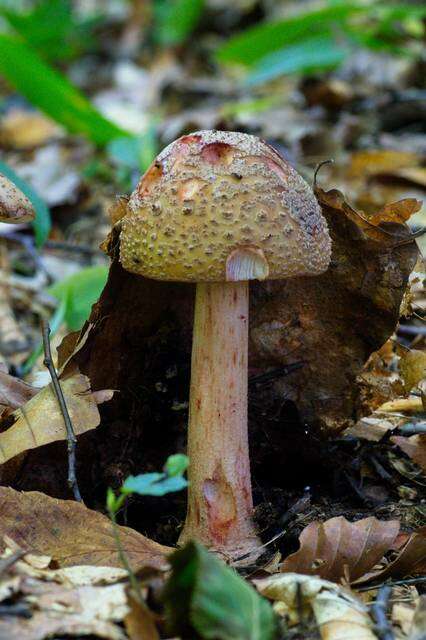 Image of Amanita