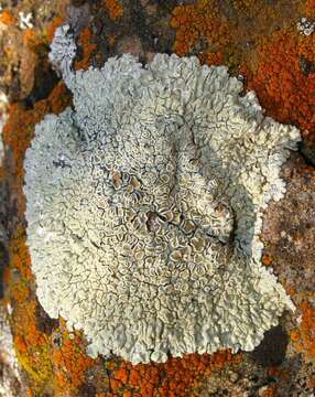 Image of <i>Lecanora muralis</i> (Schreber) Rabenh.