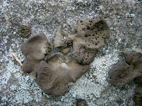 Image of Muehlenberg's navel lichen