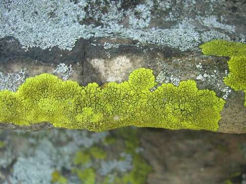 Image of Gold Cobblestone Lichens