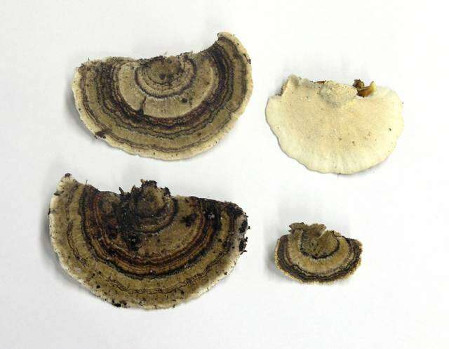 Image of Trametes