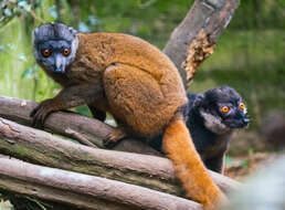 Image of Gray-headed Lemur