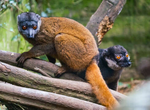 Imagem de Eulemur cinereiceps (A. Grandidier & A. Milne-Edwards 1890)