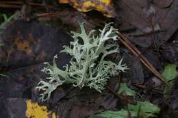 Image of ring lichen