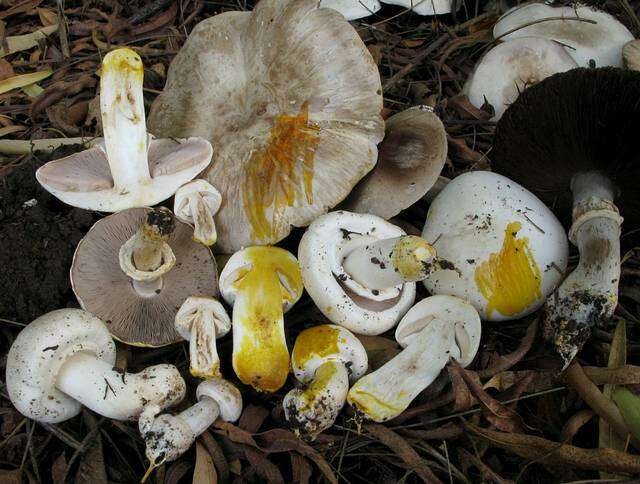 Image of yellow-stainer