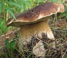 Image of Boletus