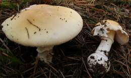 Image of gemmed Amanita