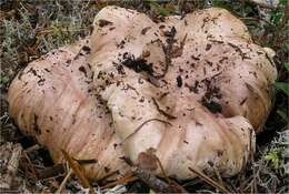 Image of Tricholoma roseoacerbum A. Riva 1984