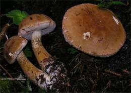 Image of Tylopilus