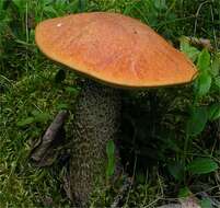 Image of Leccinum