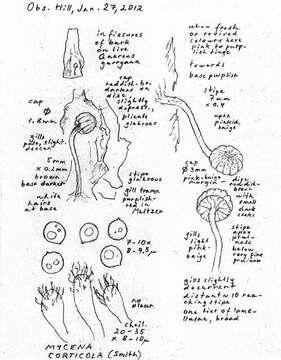 Image of Mycena corticola (Pers.) Gray 1821