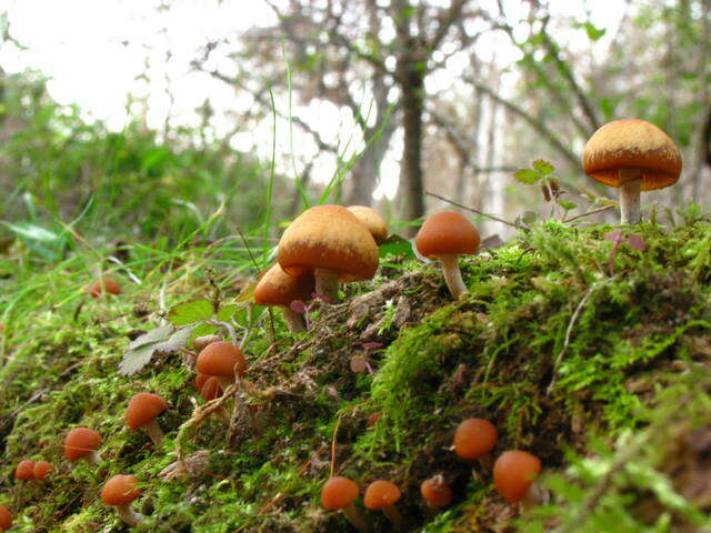 Image of Galerina