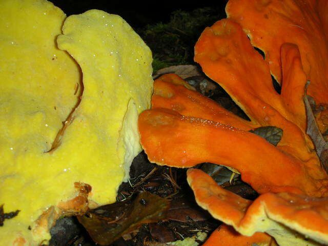 Image de Laetiporus