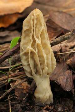 Image of Morchellaceae