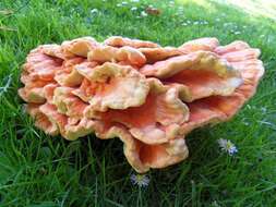 Image de Laetiporus