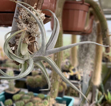 Tillandsia gerdae Ehlers resmi