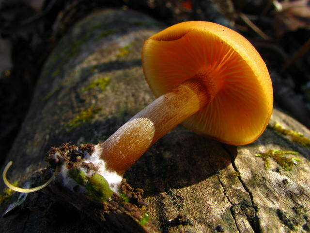 Image of Galerina