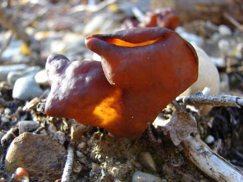 Image of Gyromitra