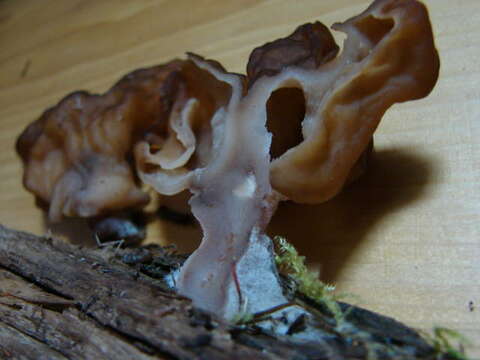 Image of Gyromitra