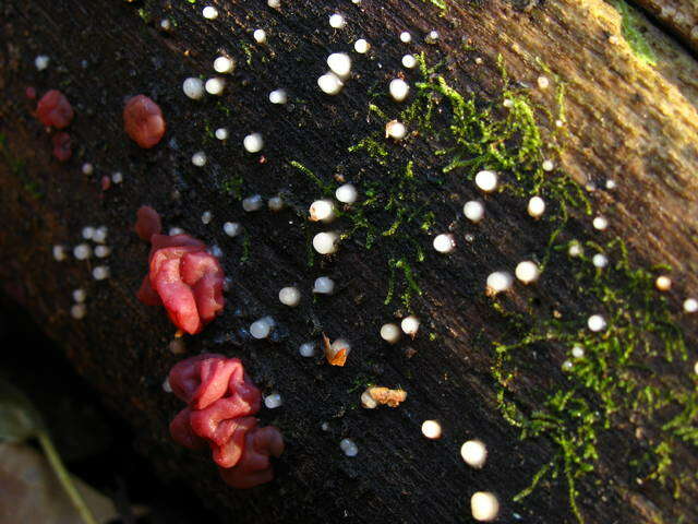 Plancia ëd Helotiaceae