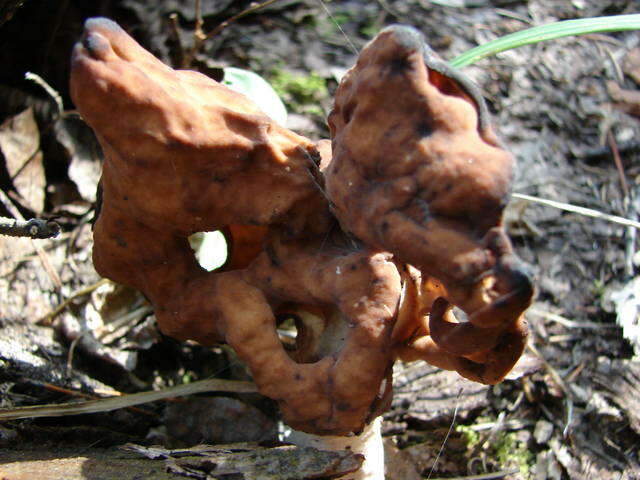 Image of Gyromitra