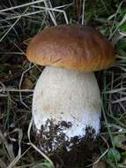 Image of Boletus