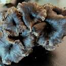 Cantharellus cinereus (Pers.) Fr. 1821 resmi