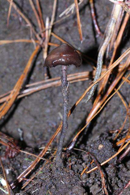 Image of Psilocybe fagicola R. Heim & Cailleux 1959