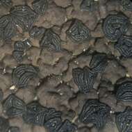 Image of Blistered rock tripe lichen