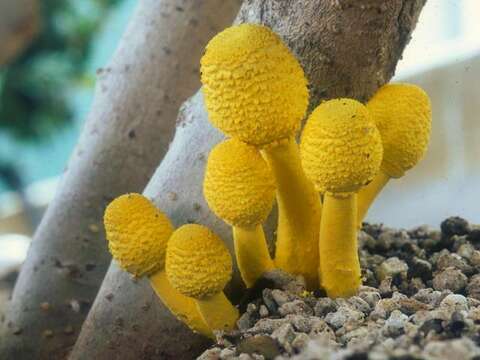 Image of Leucocoprinus